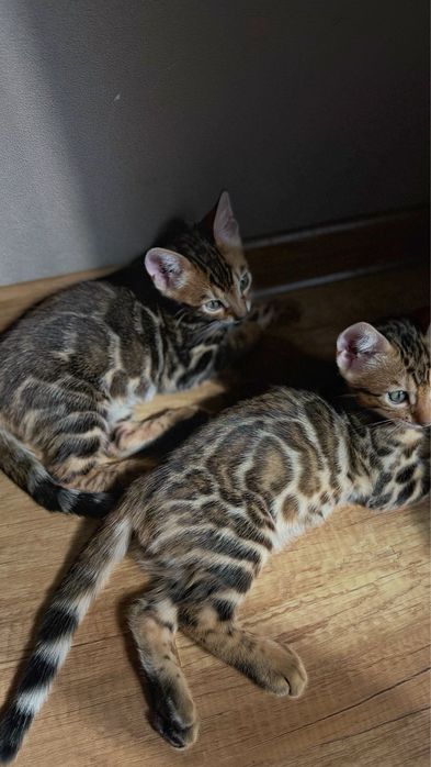 Бенгальские котята с документами