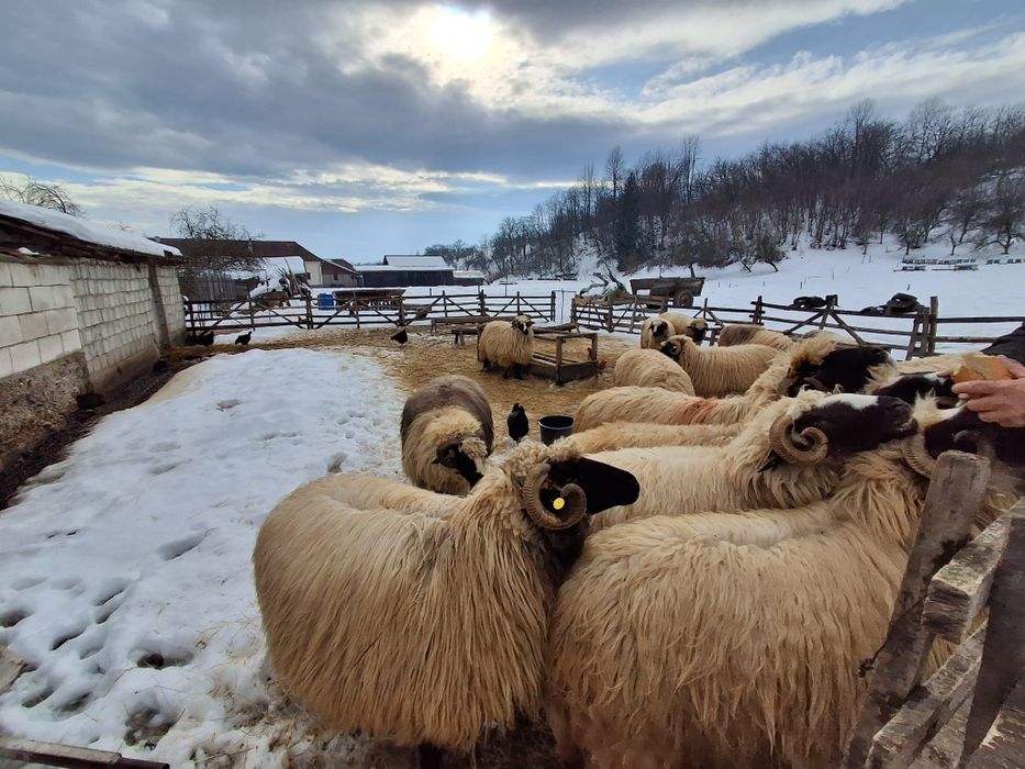 Vand breze in Fintoag