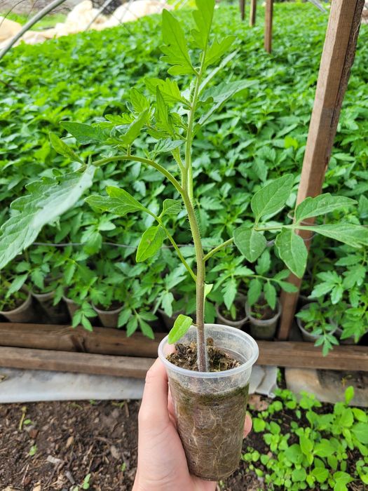 Разсад домати, краставици, корнишон