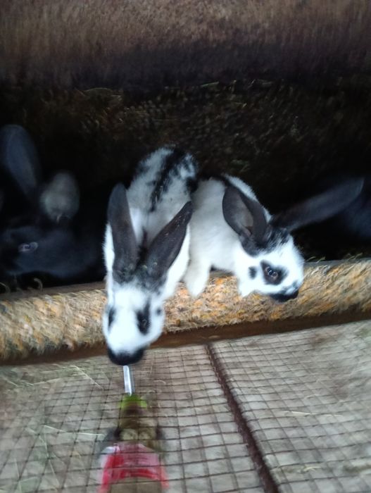 Vind 16 soldanasi metiși din mascul fluture și femele haycol