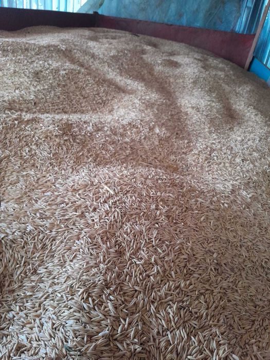 Vand cereale porumb grau orzoica ovaz