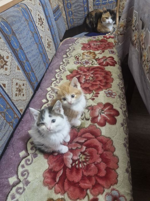 Домашние животные