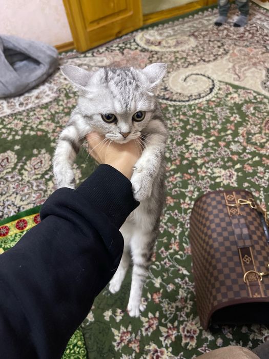 Britaniski shinshila