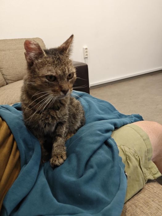 Гальовен кот  търси дом!