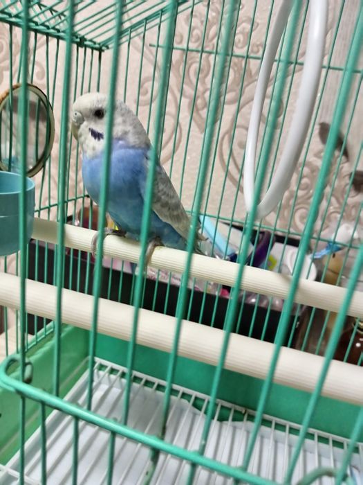 Продам волнистого попугая