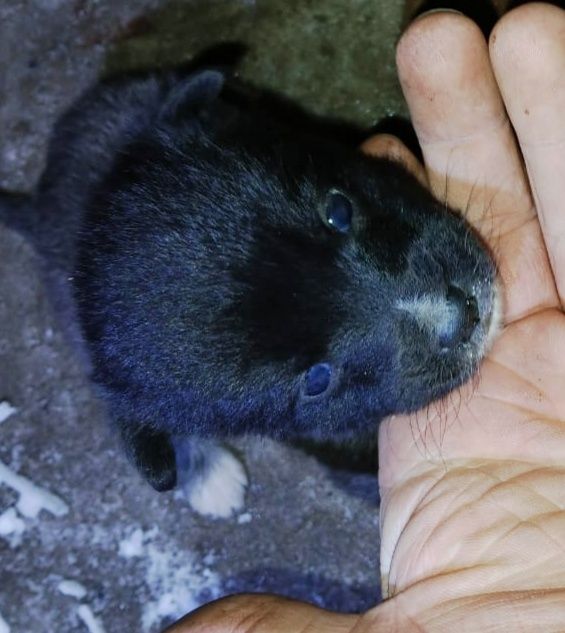 Нужен щеночкам дом