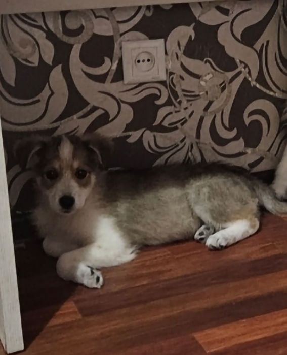 Отдам щенка мелкого