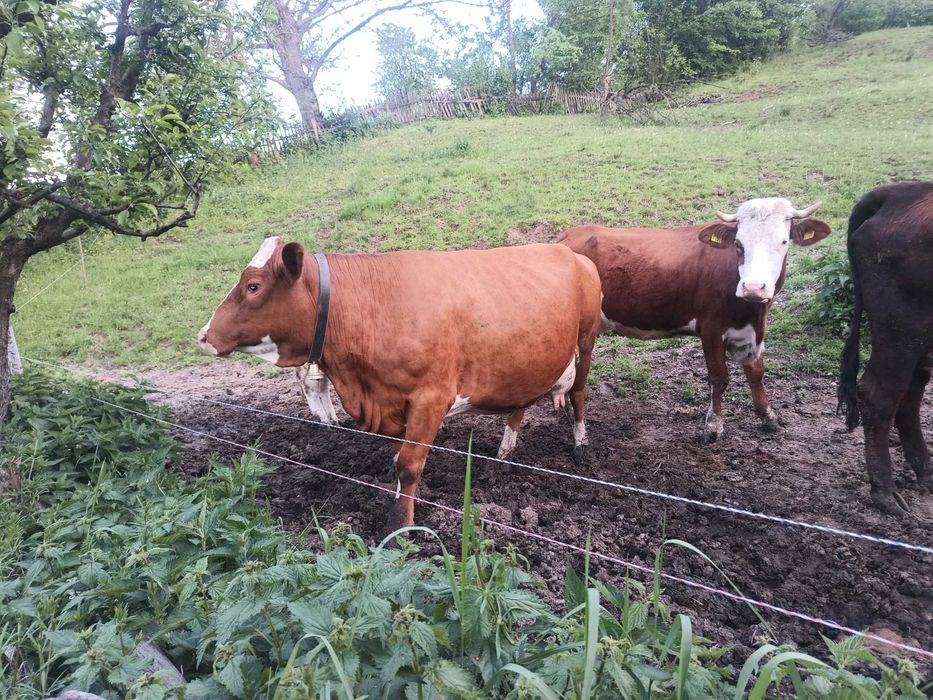Vand juninca gestanta in 8 luni si o juninca fătată