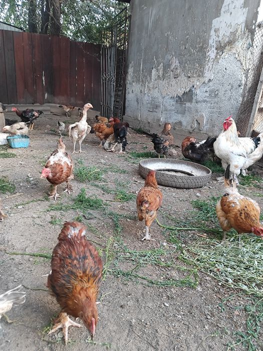 Продам домашних цыплят и курей,