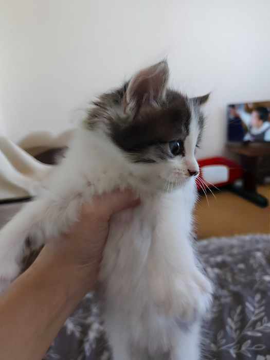 Отдам даром котят