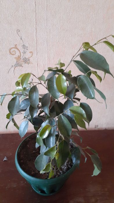 Фикус Бенжамина в горшках