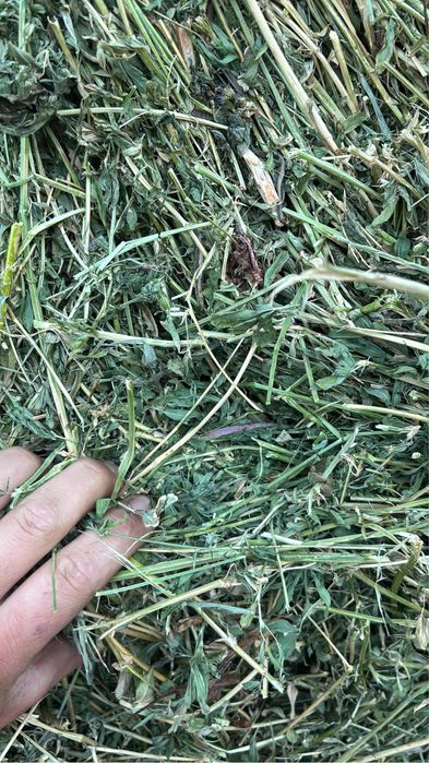 Baloti lucerna coasa 1/2