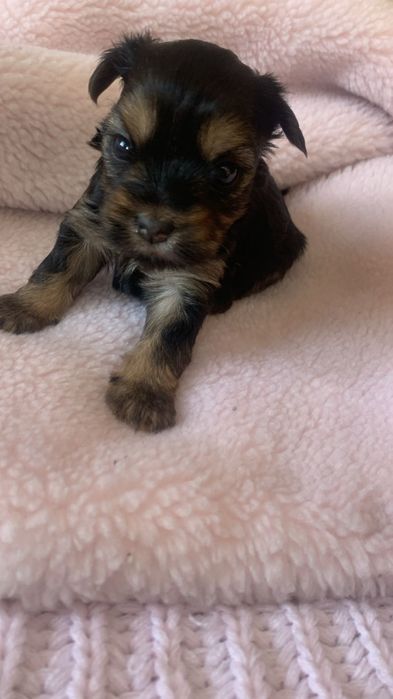 Продам щенков йоркшерского терьера все 4 девочки