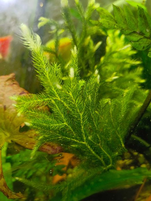 Аквариумное растение