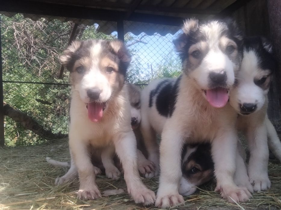 Алабай САО от 50000