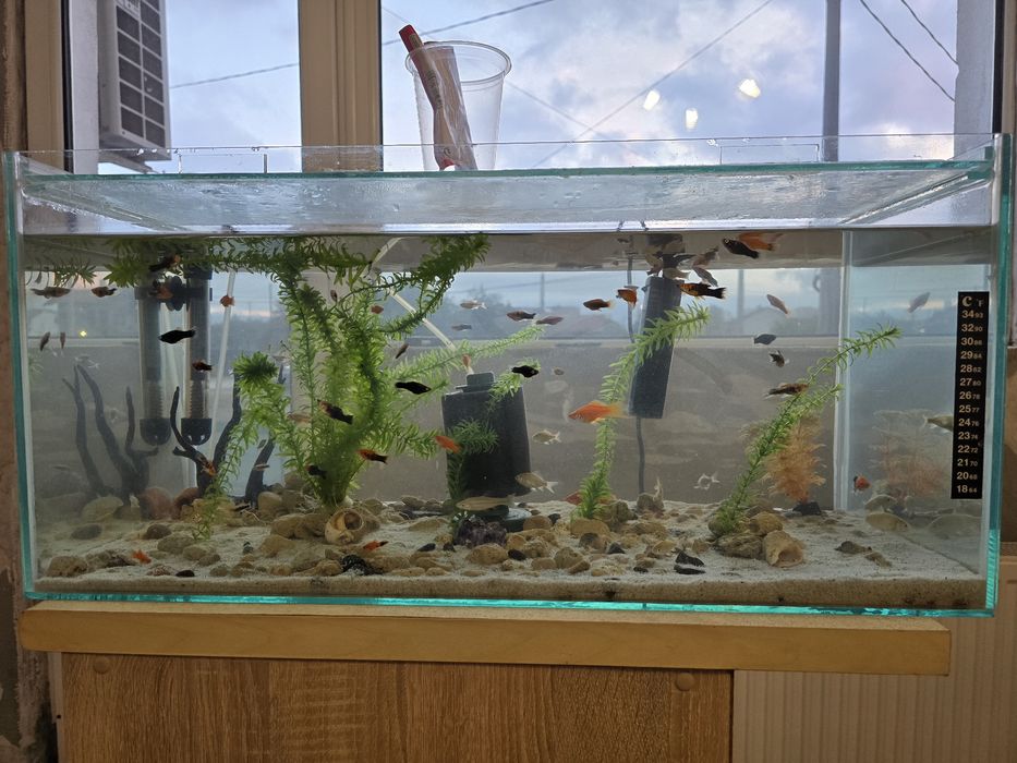 100 литров аквариум оборудван със рибки