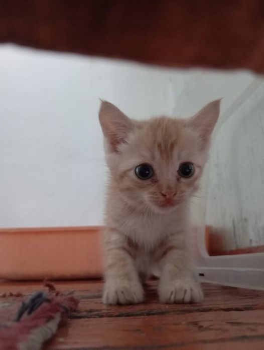 Отдам красивеньких котят