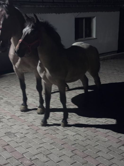 Vând manz de 5 luni