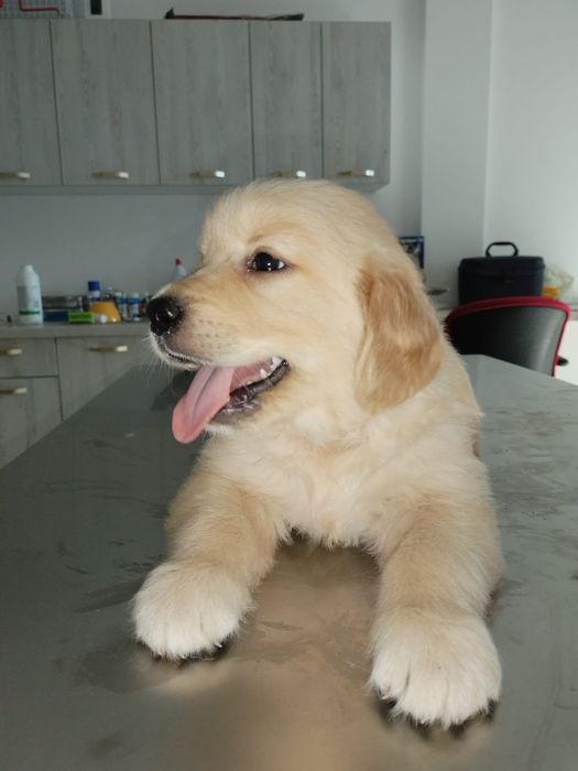 Golden retriever