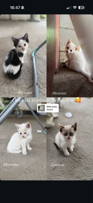 отдам в хорошие руки бесплатно