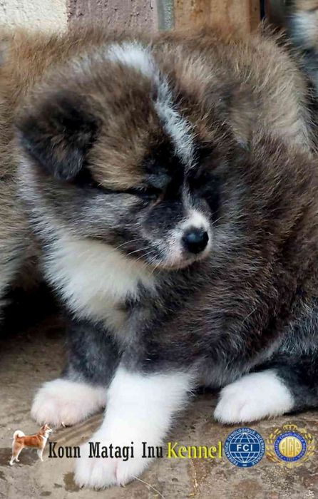 Akita Puiuț superb cu Pedigree de excepție