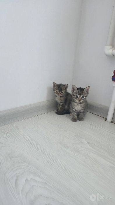 Бесплатно кыз пышыклар бар