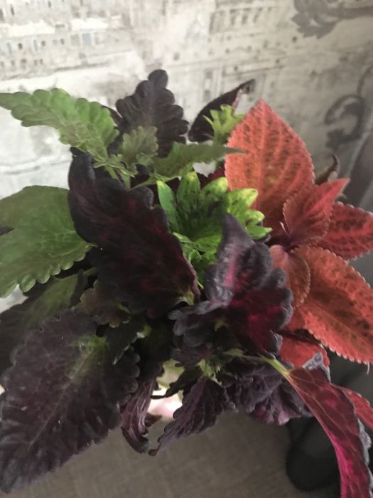 Продам укоренённые колеусы