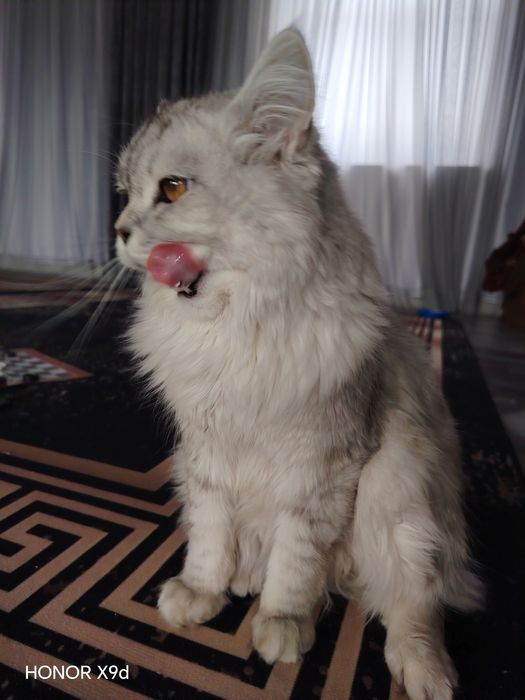 Кот 8 месец умный мальчик