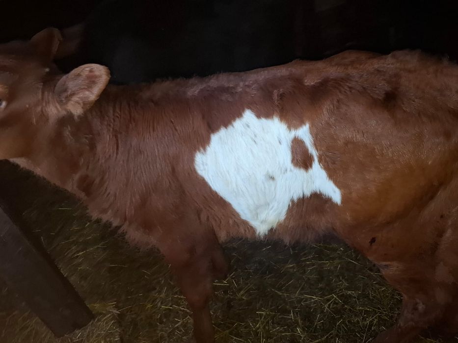 Теленок 2 месяца