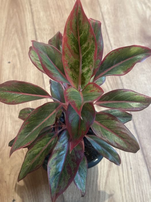 Комнатные цвет