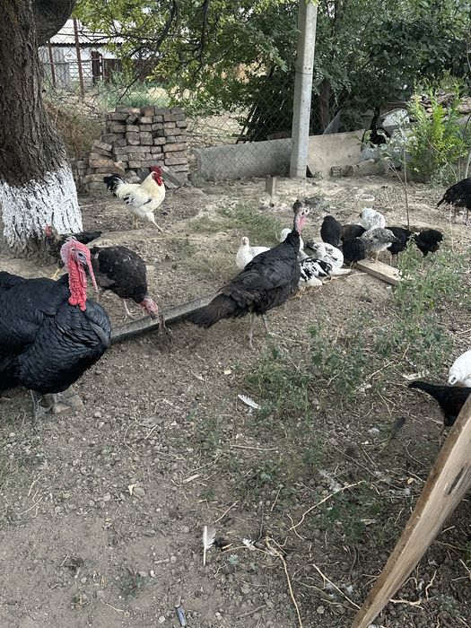 Индюки үндіктер.