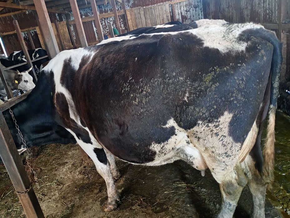 Vand vaca de 700 de kg