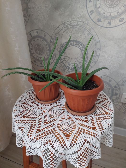 Алоэ вера пятилетний и отростки