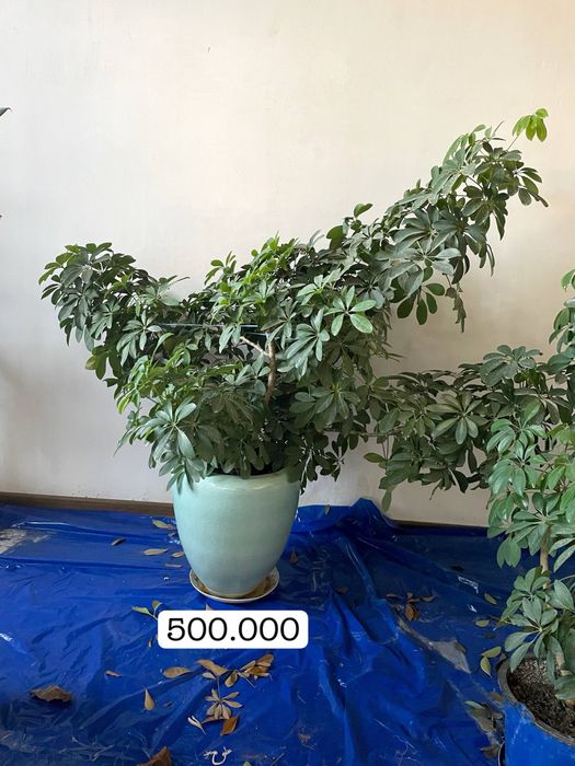 Гуллар сотилади Срочно !