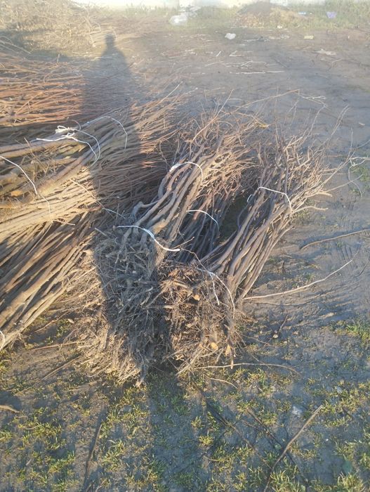 Самарканд оптим кучат бор