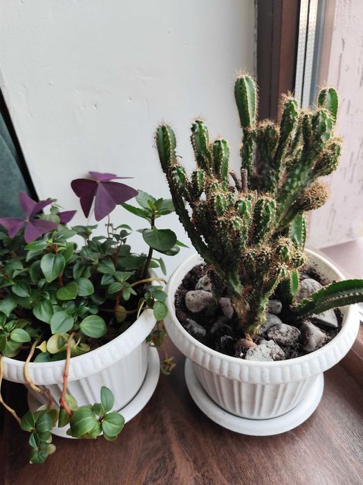 Есть разные цветы от 2000