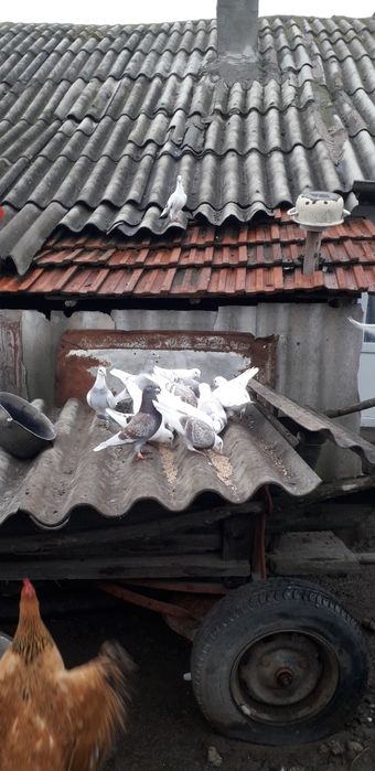 Vand porumbei voiajori