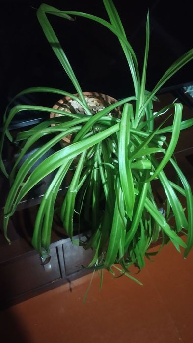 Цветок Хлорофитум.60 000 сум