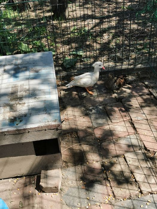 Rate mandarine pereche