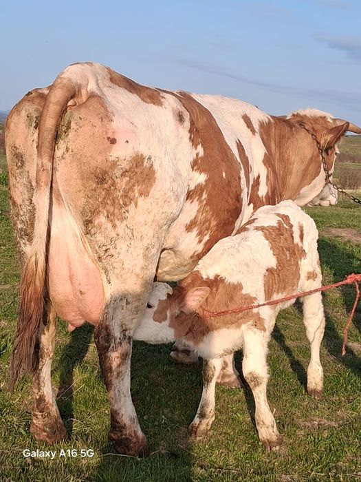 Vând vaca bălțată românească la a3a fătare are tăuraș