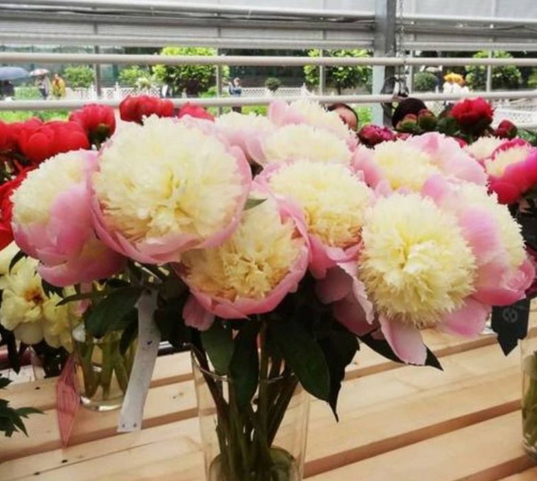 Продам пионы сортовые