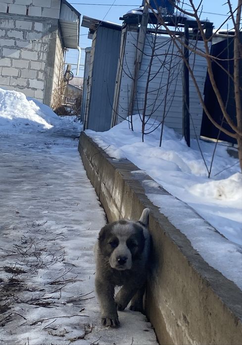 Сатылады Алабай Еркек Тарғарда тұр