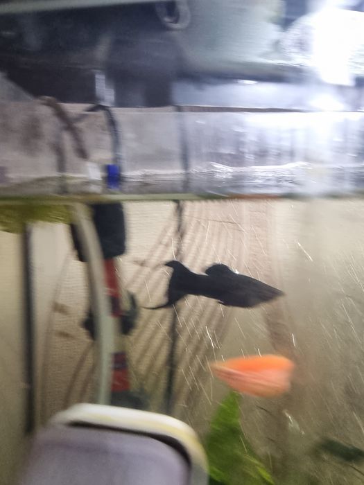 Продам рыбок молинезий