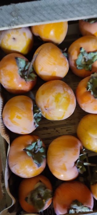 Хурма зимняя, hurmo qishlik, шоколад эмас