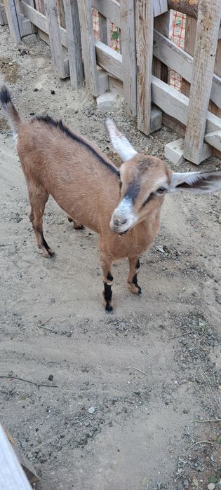 АЛЬПИЙСКИЙ лақ сатылады