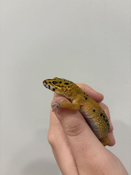 Эублефары разных морф