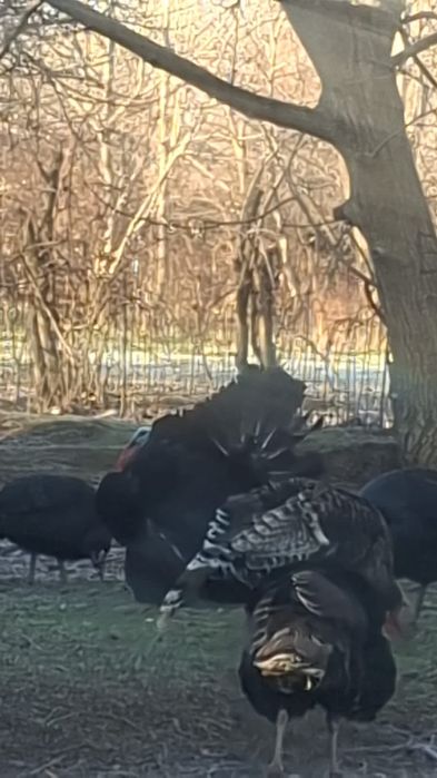 Индюки самцы.            .