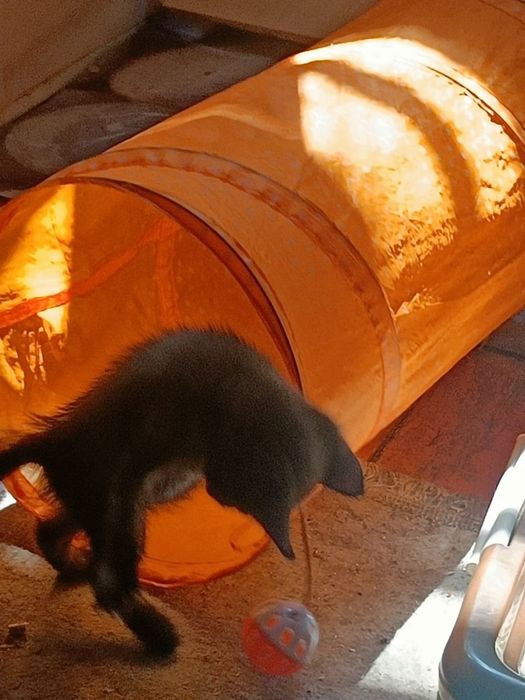 Отдам котёнка в хорошие руки