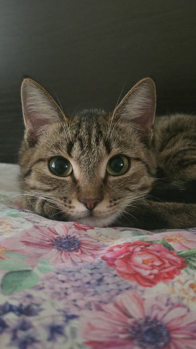 Отдам кошку в хорошие руки