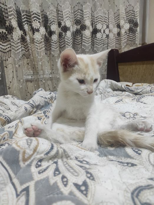 Отдам котенка в добрые руки